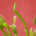 Venus flytrap plant symbolizing financial pitfalls when getting a car loan.